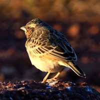 Singing Bushlark